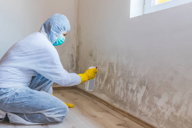 Mold Remediation specialist working in Huntly