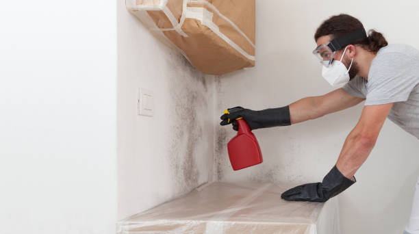 Basement Mold Remediation treatment on basement walls in Huntly